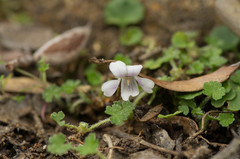 Viola curtisiae