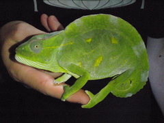 Trioceros deremensis