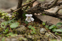 Viola curtisiae
