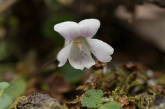 Viola curtisiae