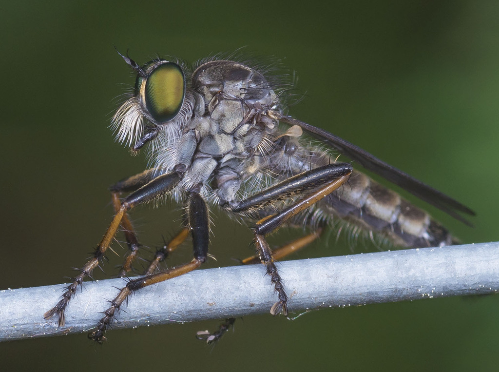 Neoitamus cothurnatus