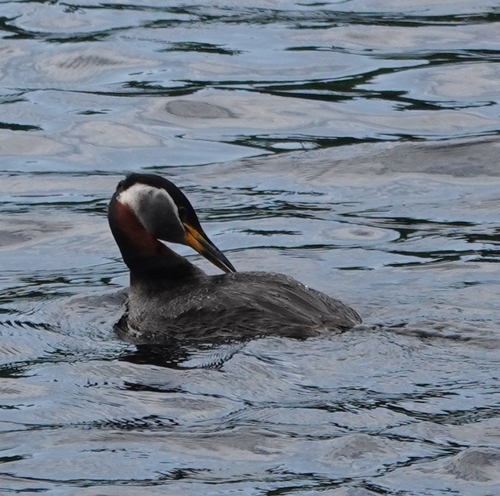 Red-necked Grebe (Podiceps grisegena)
