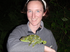 Trioceros deremensis