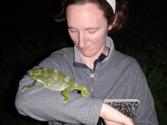 Trioceros deremensis