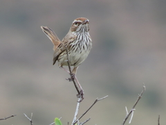 Calamanthus campestris