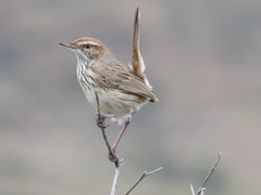 Calamanthus campestris