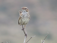 Calamanthus campestris