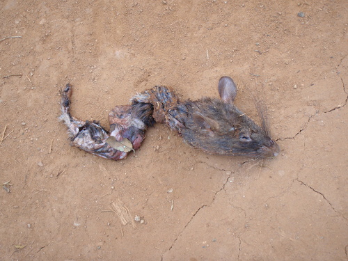 Cricetomys ansorgei