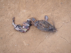Cricetomys gambianus