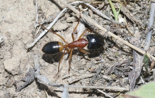 Banded Sugar Ant