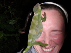 Trioceros deremensis