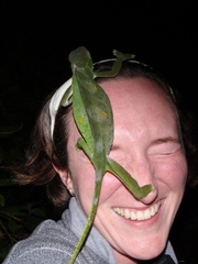 Trioceros deremensis