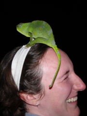 Trioceros deremensis