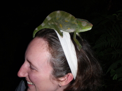 Trioceros deremensis