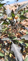 Solanum villosum image