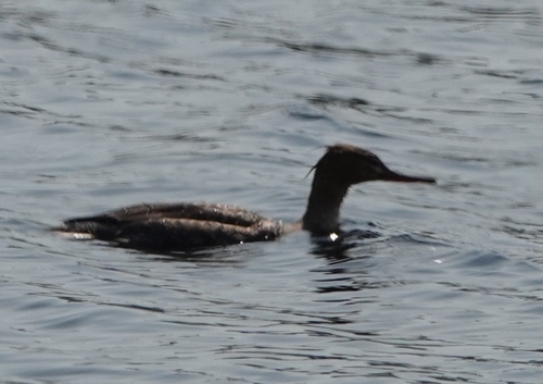 Serreta mediana (Mergus serrator)