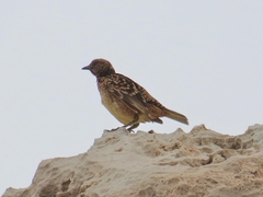 Chlamydera guttata