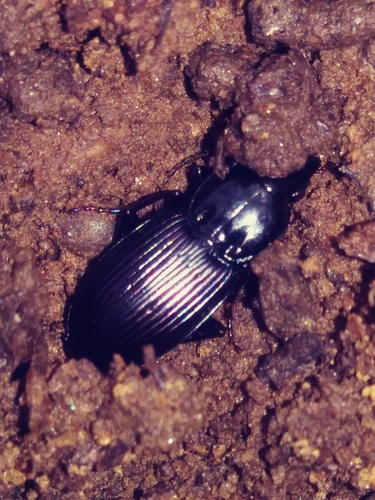 Pterostichus trinarius