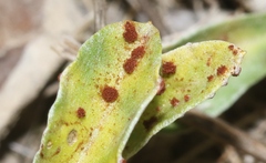 Puccinia gnaphaliicola