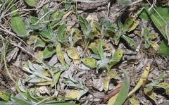 Puccinia gnaphaliicola