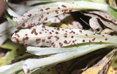 Puccinia gnaphaliicola