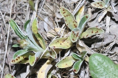 Puccinia gnaphaliicola