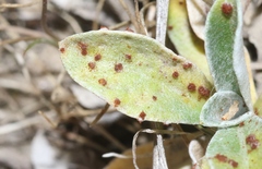 Puccinia gnaphaliicola