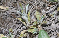 Puccinia gnaphaliicola