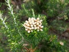 Ozothamnus turbinatus