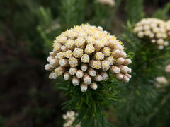 Ozothamnus turbinatus