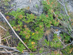Acaena pallida