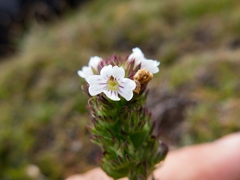 Euphrasia hookeri