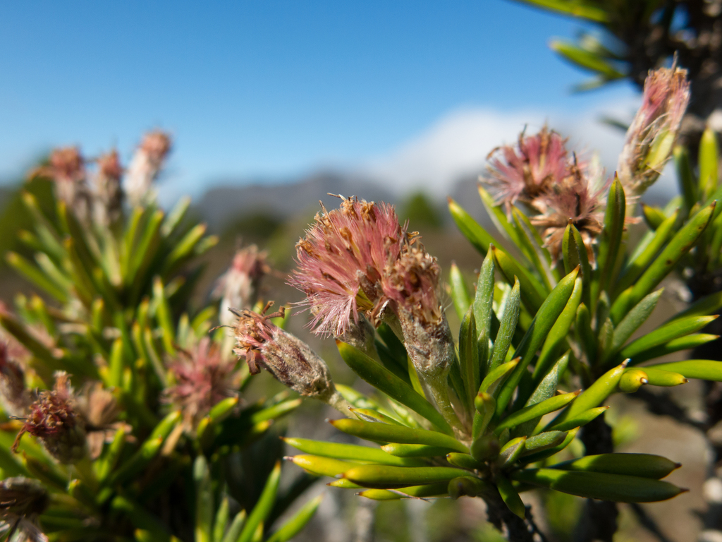 pine-leafed daisybush