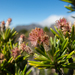 Olearia pinifolia - Photo (c) Miguel de Salas,  זכויות יוצרים חלקיות (CC BY-SA), הועלה על ידי Miguel de Salas