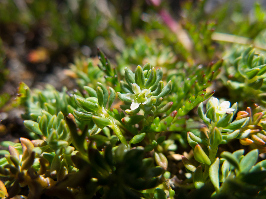 Poranthera petalifera
