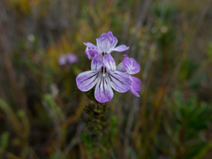 Euphrasia striata