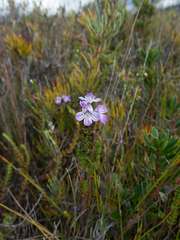 Euphrasia striata