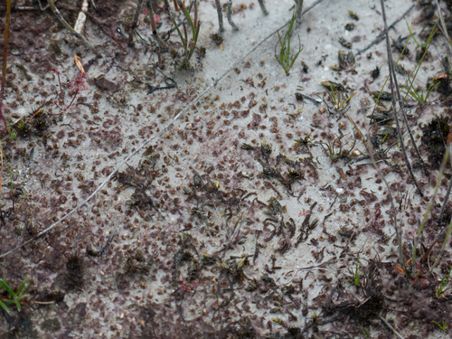 Genus Ambuchanania · iNaturalist