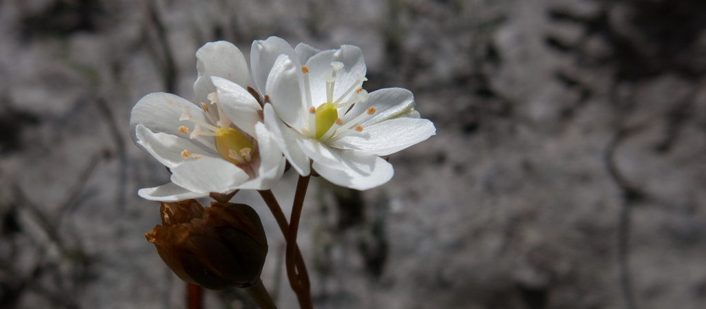 Drosera murfetii, Southwest TAS 7139, Australia
