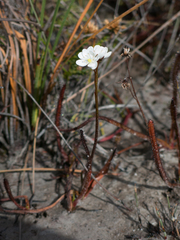 Drosera murfetii