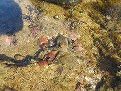 Hapalochlaena maculosa