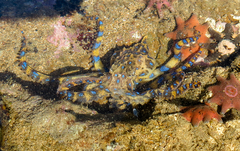 Hapalochlaena maculosa