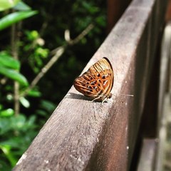 Taxila haquinus