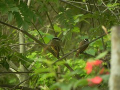 Pitangus sulphuratus