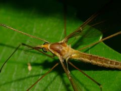 Leptotarsus albistigma