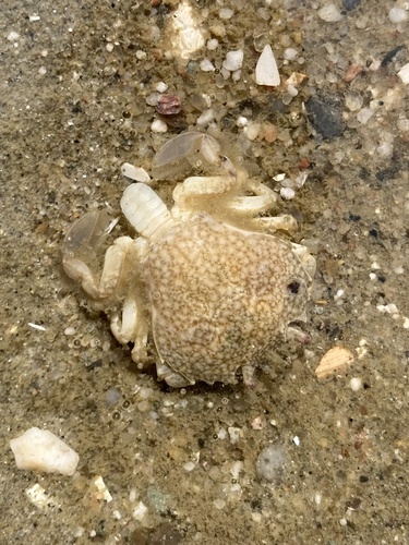 Pennant's Swimming Crab, North Sea, South Holland, NL, photo 6 of 10