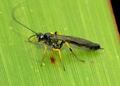 Dusona stramineipes