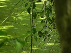 Arundinicola leucocephala