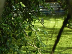 Arundinicola leucocephala