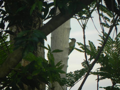 Melanerpes rubricapillus